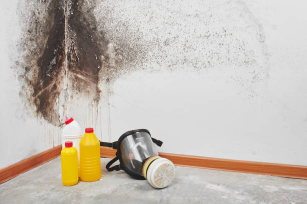 Best Mold Removal Process  in Edmonton, KY