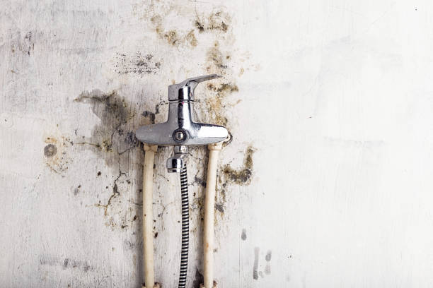 Best Affordable Mold Removal  in Edmonton, KY