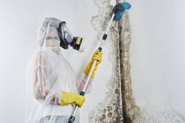 Best Crawl Space Mold Removal  in Edmonton, KY