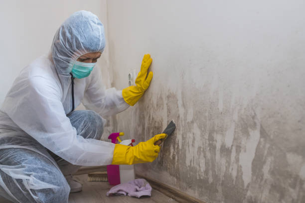 Best Mold Remediation  in Edmonton, KY