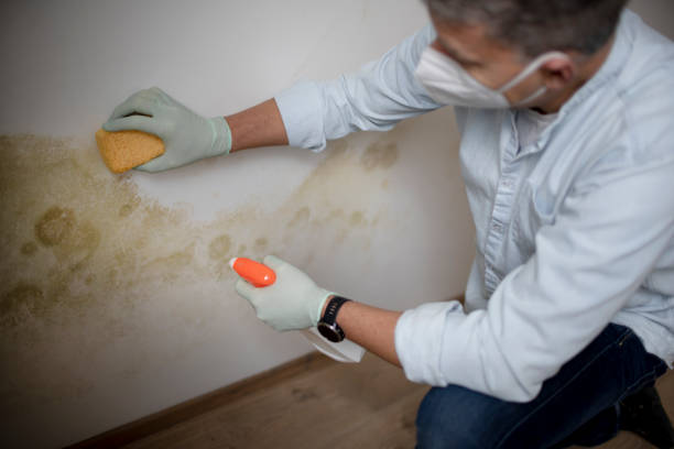 Professional Mold Removal in Edmonton, KY