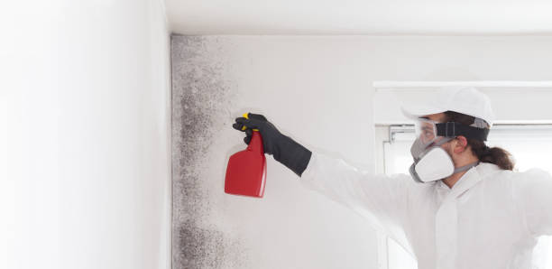 Best Attic Mold Removal  in Edmonton, KY