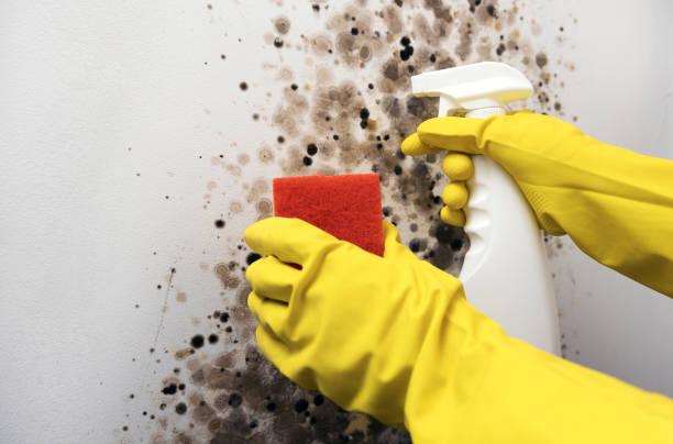 Best Commercial Mold Removal  in Edmonton, KY