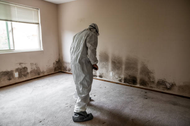 Attic Mold Removal in Edmonton, KY