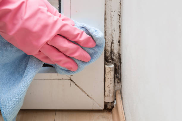 Crawl Space Mold Removal in Edmonton, KY