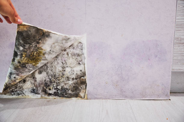Best Home Mold Removal  in Edmonton, KY